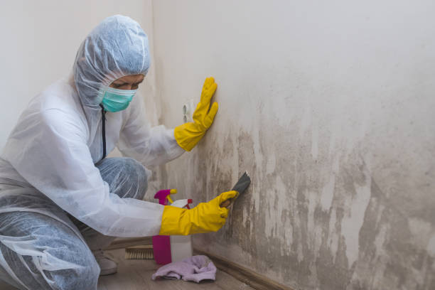 Best Office Mold Removal Services  in Fairborn, OH
