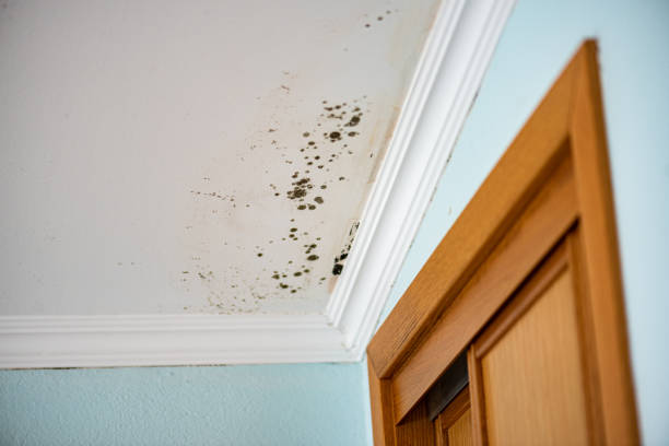 Best Fast Mold Removal  in Fairborn, OH