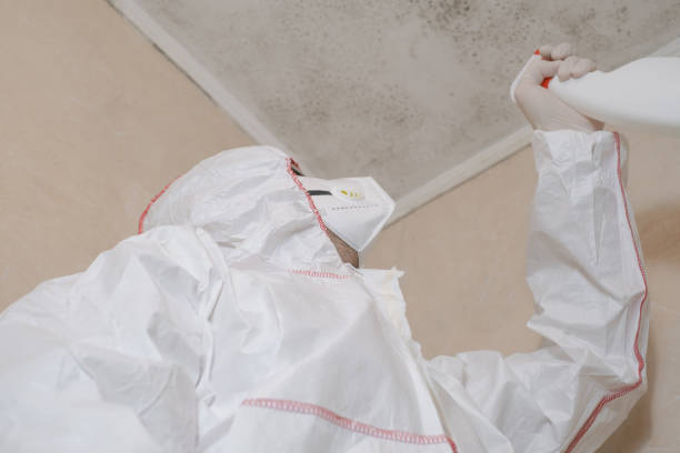 Best Local Mold Removal Service  in Fairborn, OH