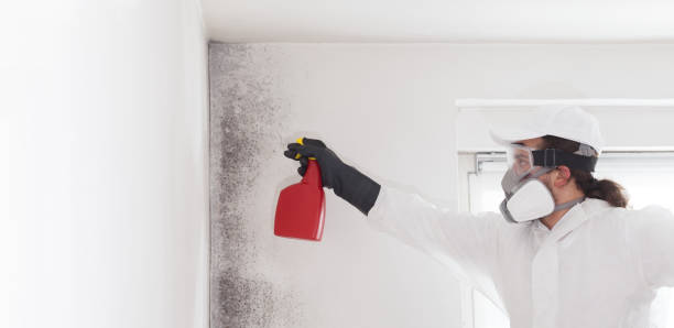 Trusted Fairborn, OH Mold Removal Experts
