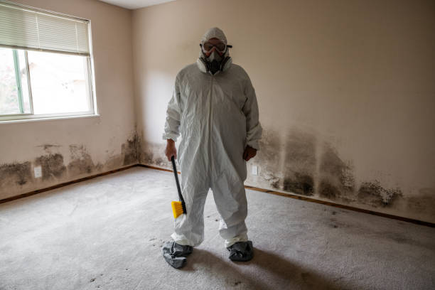 Best Attic Mold Removal  in Fairborn, OH